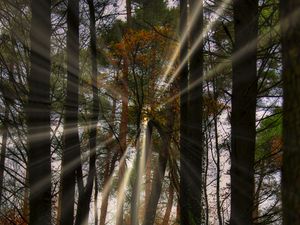 Preview wallpaper landscape, rays, forest, trees, sun