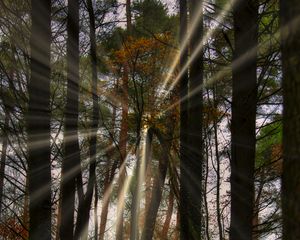 Preview wallpaper landscape, rays, forest, trees, sun