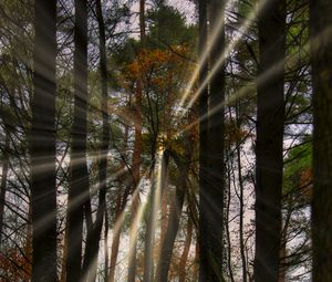 Preview wallpaper landscape, rays, forest, trees, sun