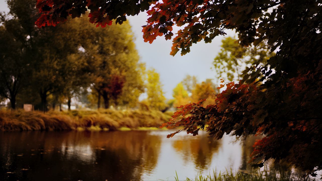 Wallpaper landscape, river, pond, branches, autumn, trees