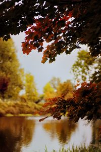 Preview wallpaper landscape, river, pond, branches, autumn, trees