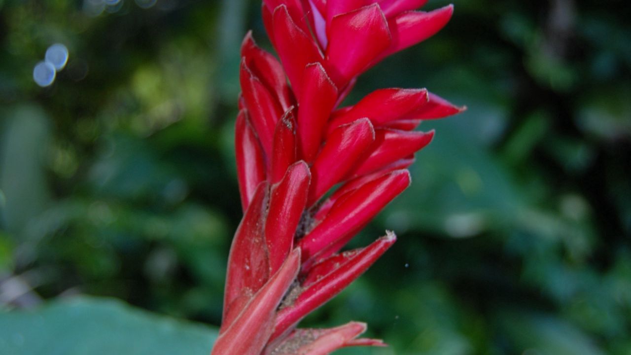 Wallpaper landscape, saipan, peepshow, cnmi, scenic, tropical flower