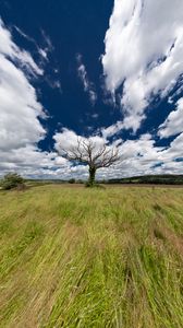 Preview wallpaper landscape, tree, field, grass, sky