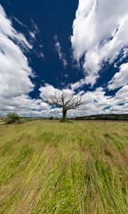 Preview wallpaper landscape, tree, field, grass, sky