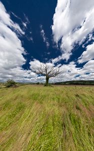 Preview wallpaper landscape, tree, field, grass, sky