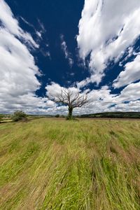 Preview wallpaper landscape, tree, field, grass, sky