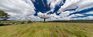 Preview wallpaper landscape, tree, field, grass, sky