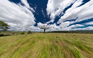 Preview wallpaper landscape, tree, field, grass, sky