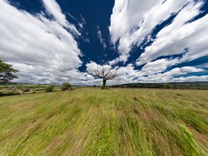 Preview wallpaper landscape, tree, field, grass, sky