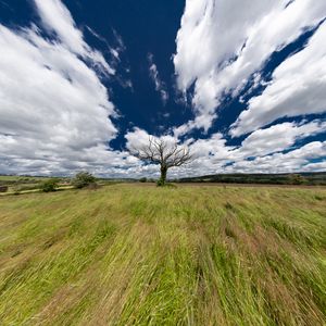 Preview wallpaper landscape, tree, field, grass, sky