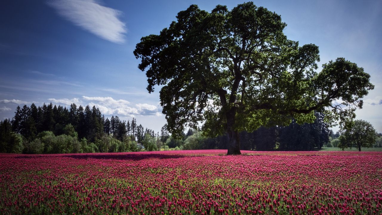 Wallpaper landscape, tree, field, flowers, pink, glade, cloud