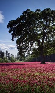 Preview wallpaper landscape, tree, field, flowers, pink, glade, cloud