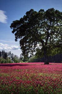 Preview wallpaper landscape, tree, field, flowers, pink, glade, cloud