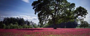 Preview wallpaper landscape, tree, field, flowers, pink, glade, cloud