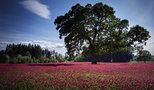 Preview wallpaper landscape, tree, field, flowers, pink, glade, cloud