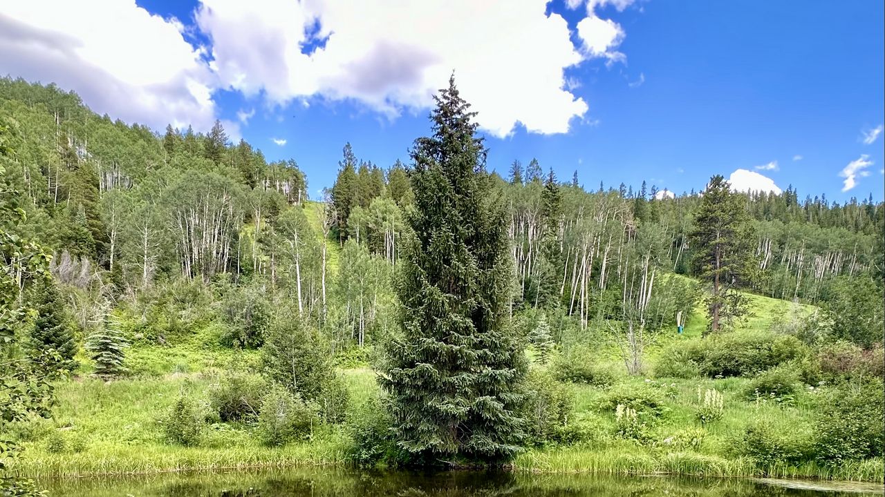 Wallpaper landscape, tree, pond, forest, grass