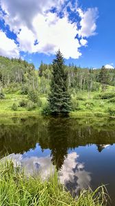 Preview wallpaper landscape, tree, pond, forest, grass