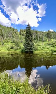 Preview wallpaper landscape, tree, pond, forest, grass