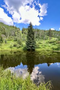 Preview wallpaper landscape, tree, pond, forest, grass