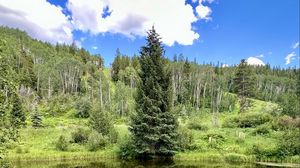 Preview wallpaper landscape, tree, pond, forest, grass