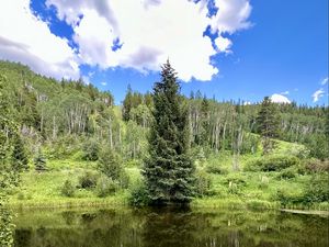 Preview wallpaper landscape, tree, pond, forest, grass