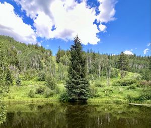 Preview wallpaper landscape, tree, pond, forest, grass