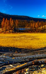 Preview wallpaper landscape, trees, river, autumn, nature