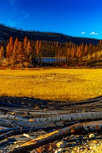 Preview wallpaper landscape, trees, river, autumn, nature