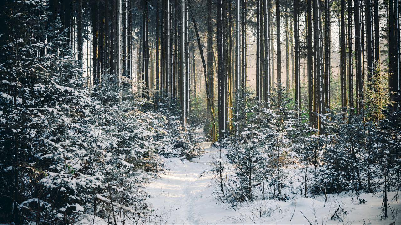 Wallpaper landscape, winter, snow, forest, nature