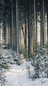 Preview wallpaper landscape, winter, snow, forest, nature