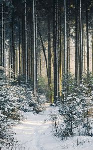 Preview wallpaper landscape, winter, snow, forest, nature