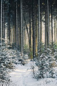 Preview wallpaper landscape, winter, snow, forest, nature