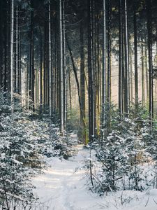 Preview wallpaper landscape, winter, snow, forest, nature