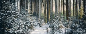 Preview wallpaper landscape, winter, snow, forest, nature