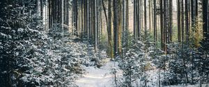 Preview wallpaper landscape, winter, snow, forest, nature