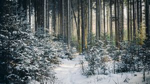 Preview wallpaper landscape, winter, snow, forest, nature