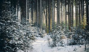 Preview wallpaper landscape, winter, snow, forest, nature