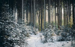 Preview wallpaper landscape, winter, snow, forest, nature