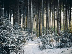 Preview wallpaper landscape, winter, snow, forest, nature