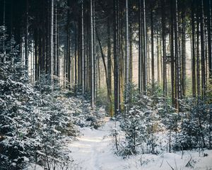 Preview wallpaper landscape, winter, snow, forest, nature