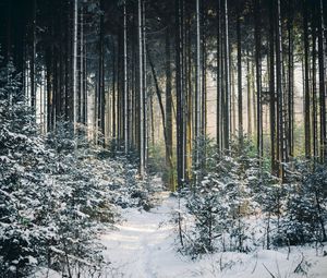 Preview wallpaper landscape, winter, snow, forest, nature