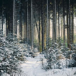 Preview wallpaper landscape, winter, snow, forest, nature