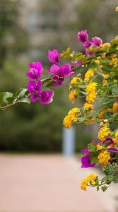 Preview wallpaper lantana, bougainvillaea, flowering, alley, blurriness