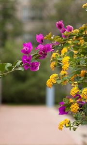 Preview wallpaper lantana, bougainvillaea, flowering, alley, blurriness