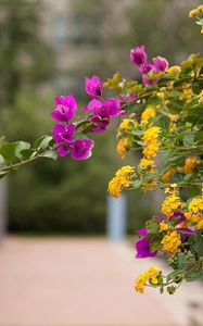 Preview wallpaper lantana, bougainvillaea, flowering, alley, blurriness