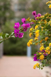 Preview wallpaper lantana, bougainvillaea, flowering, alley, blurriness