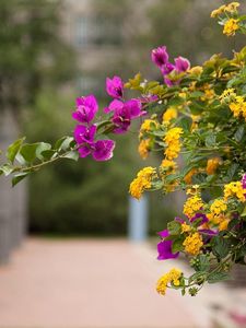 Preview wallpaper lantana, bougainvillaea, flowering, alley, blurriness