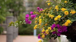 Preview wallpaper lantana, bougainvillaea, flowering, alley, blurriness