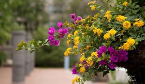 Preview wallpaper lantana, bougainvillaea, flowering, alley, blurriness