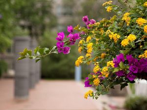 Preview wallpaper lantana, bougainvillaea, flowering, alley, blurriness